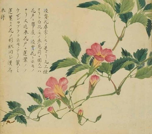 工笔花卉植物图谱精品 画笔下的花魂
