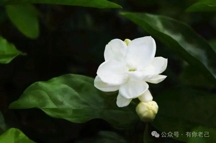 夏日炎炎，这8种花卉越晒越旺盛，阳台秒变花园！
