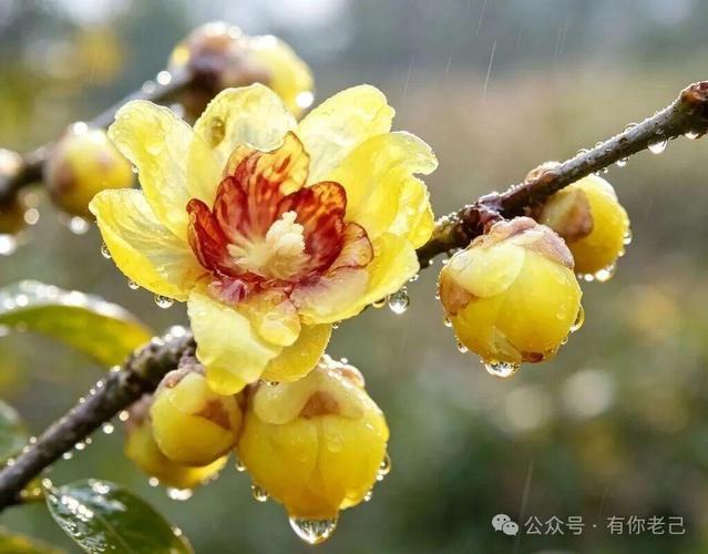 四季花语 138种常见花卉的性格密码